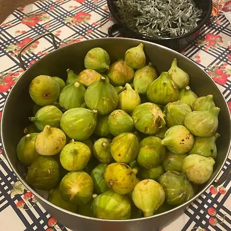 Mimosa Nyaraló *